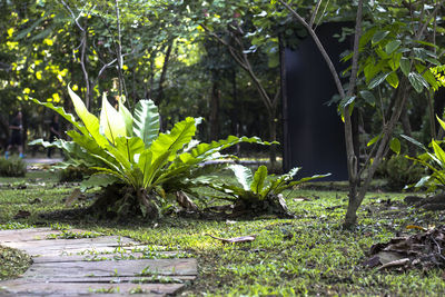 Plants and trees in park