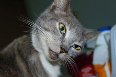 Close-up portrait of cat