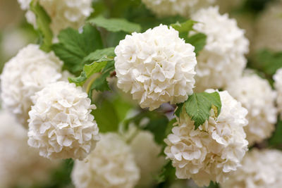 Close-up of white flowering plant