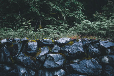 Close-up of stones in forest