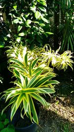 Close-up of fresh green plants