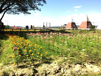 Flowers blooming on field by plants against sky