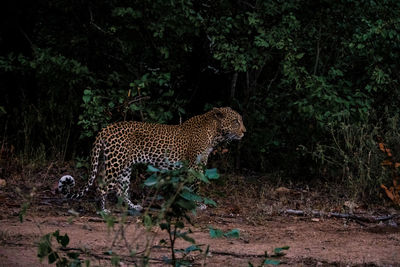 Leopard standing on field