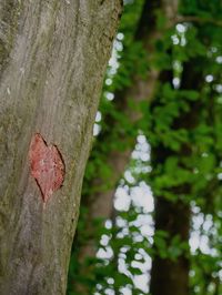 Close-up of heart shape on tree trunk