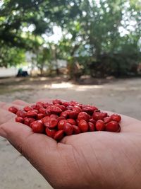 Close-up of hand holding strawberries