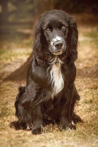 Portrait of dog sitting on field