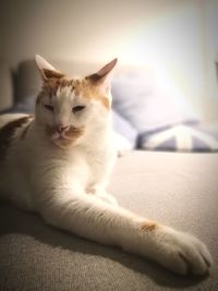 Close-up of cat resting on sofa at home