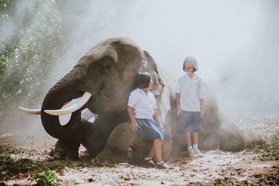 Schoolgirls talking while standing by elephant in forest