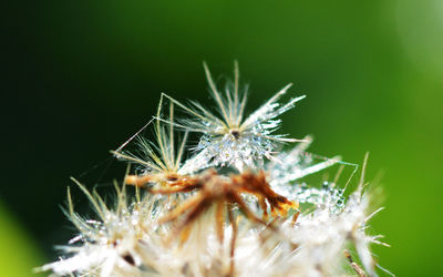 Close-up of insect on flower
