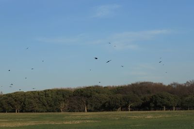 Flock of birds flying over trees