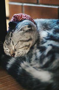 Close-up of cat relaxing