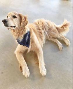 Close-up of dog by water