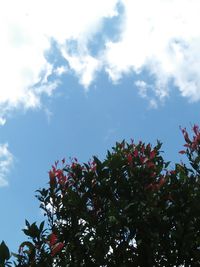 Low angle view of tree against sky