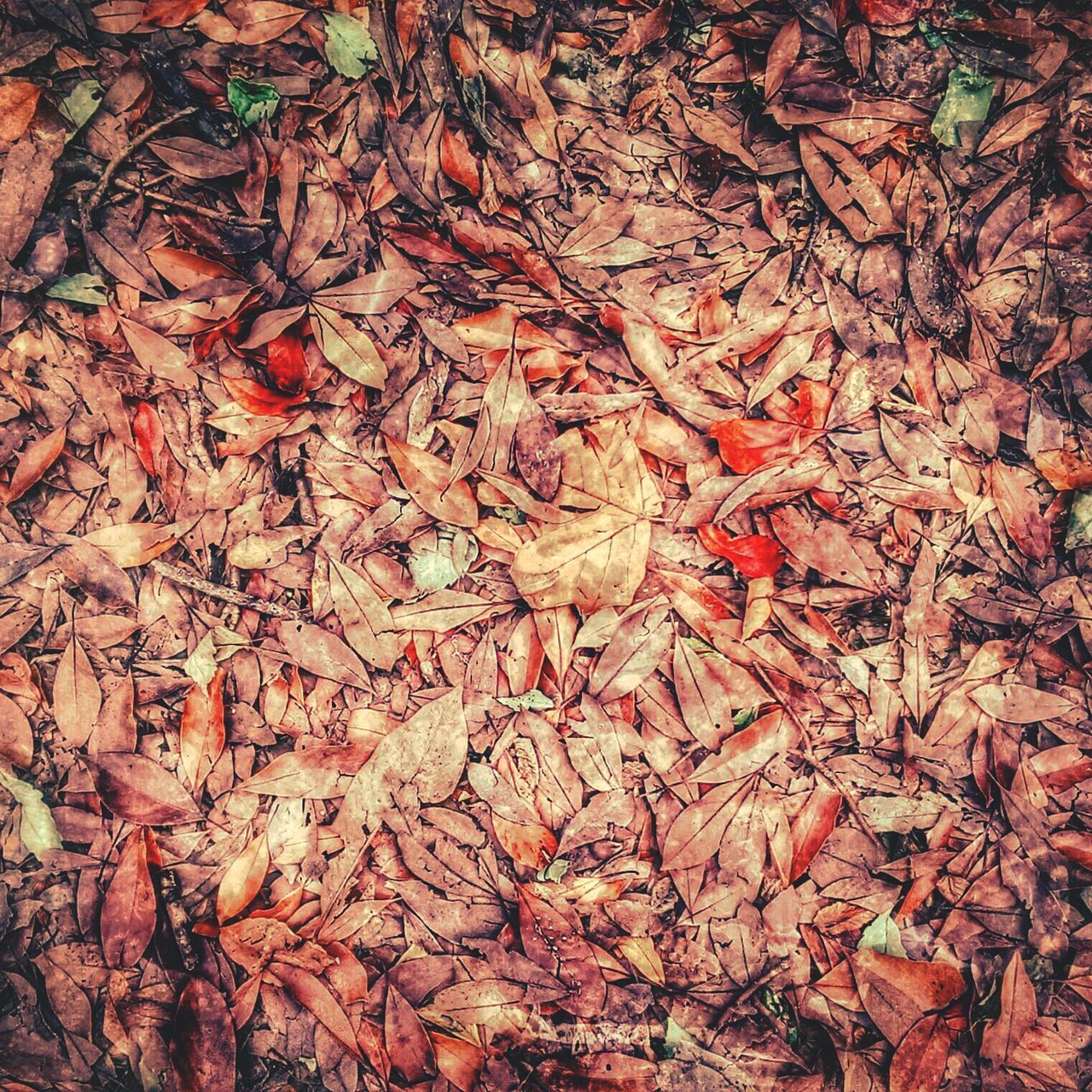 autumn, leaf, change, dry, high angle view, full frame, leaves, backgrounds, season, nature, fallen, close-up, day, red, abundance, field, textured, outdoors, growth, brown