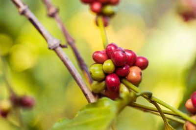 Close-up of cherries on plant