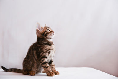 Cat sitting on a looking away