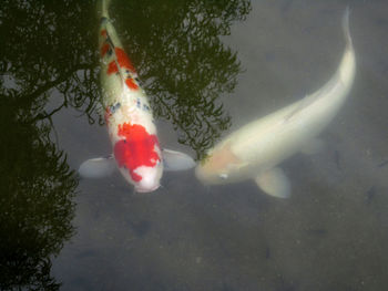 High angle view of koi carps swimming in pond