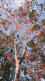 Low angle view of tree against sky