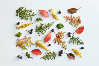 High angle view of leaves on white background