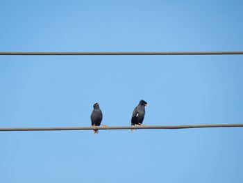 Low angle view of birds perching on cable against clear sky