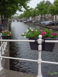 Potted plants by railing by river in city