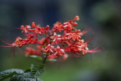 Close-up of red flowering plant