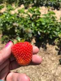 Close-up of hand holding strawberries
