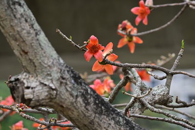 Close-up of red flowering plant on tree