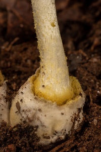 soil