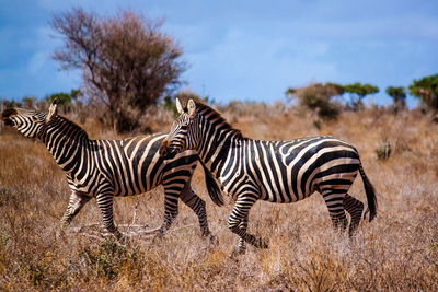 Zebras on field against sky at national park