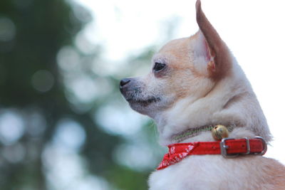 Close-up of a dog looking away