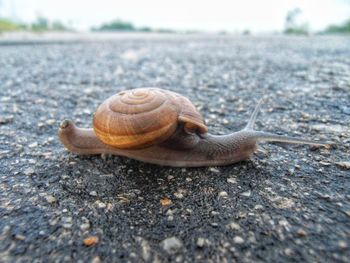 Close-up of snail