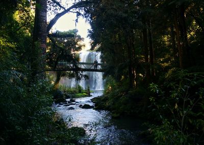 Stream flowing amidst trees in forest