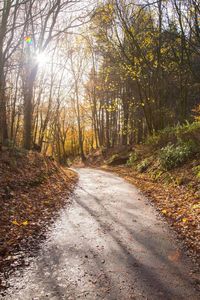 Road amidst trees in forest