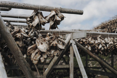 Close-up of rusty stack of firewood