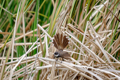 Close-up of bird perching on grass