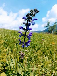 Close-up of purple flowering plants on field