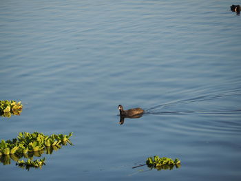 High angle view of duck swimming in lake