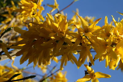 Close-up of yellow flower