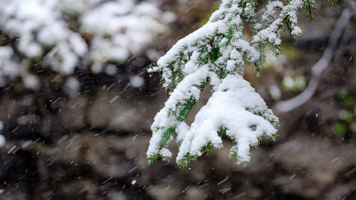 Close-up of snow covered pine tree