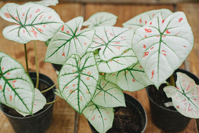 Close-up of christmas decorations