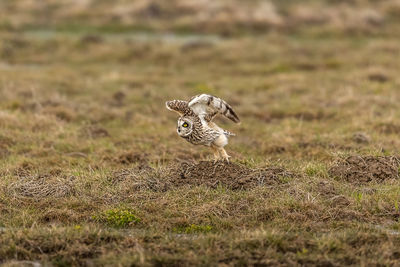 Owl taking off on grassy field