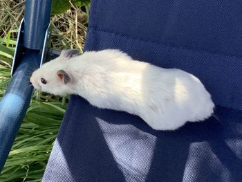 High angle view of white cat