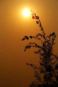 Low angle view of silhouette plants against orange sky
