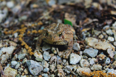 Close-up of frog on rock