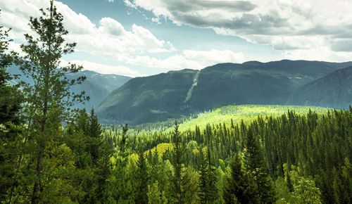 Scenic view of pine trees against sky