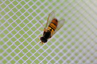 Hover fly on mosquito net