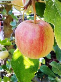 Close-up of fresh fruits on tree