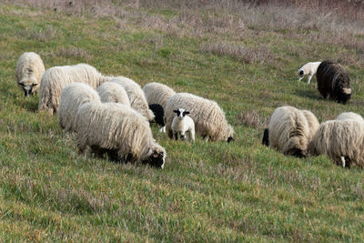 Sheep grazing on field