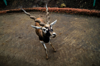 High angle view of deer standing